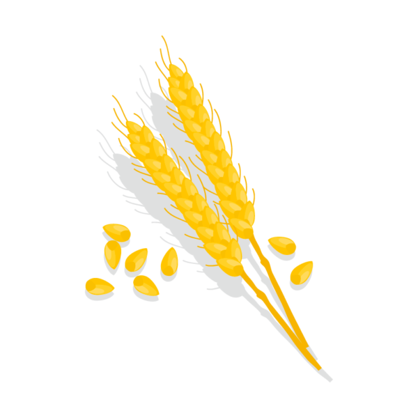 Grano Duro Levante