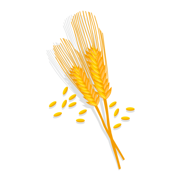 Orzo