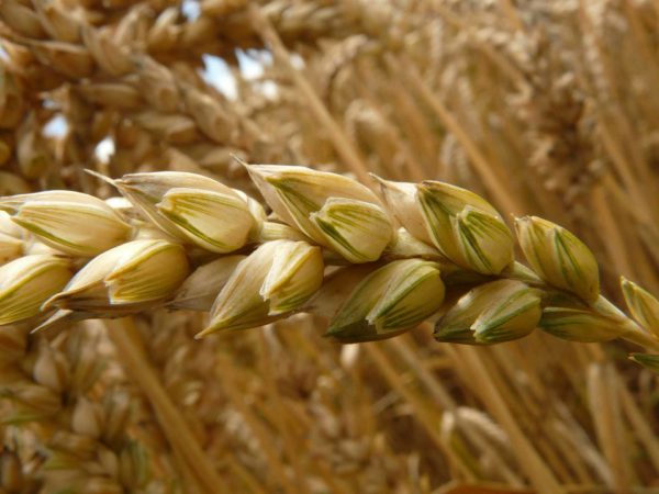 Orzo - immagine 3